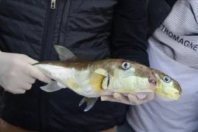 O balık hakkında uyarı! Yayılma hızı engelleniyor 'Balıkçılarımız özellikle balon balığı yakalayabiliyorlar'